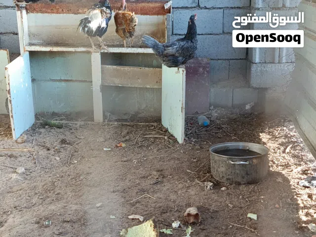 دجاج  ابو ركيبة دجاج بر وبياض اللوانه كما موضح بالصور