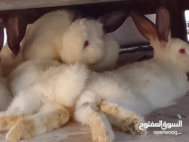 ارانب للبيع