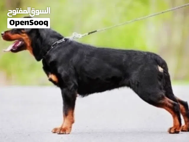 مطلوب كلب للتبني