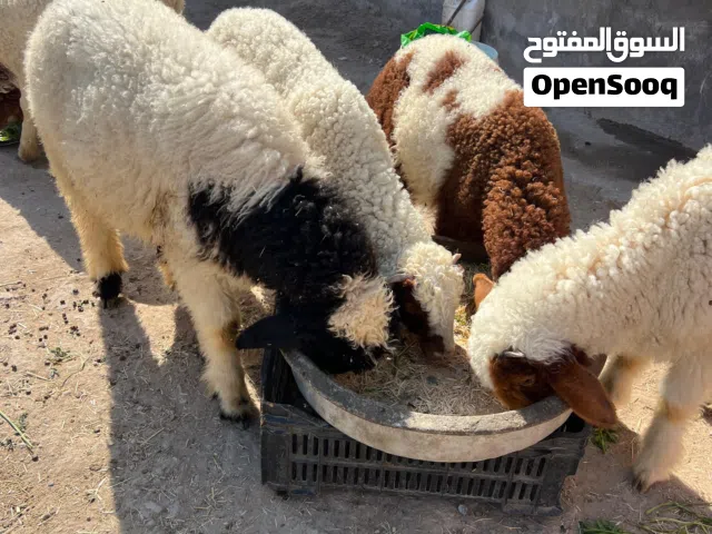 اغنام للبيع