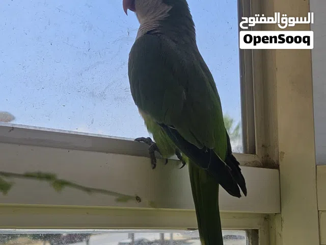 ببغاء كويكر اليف