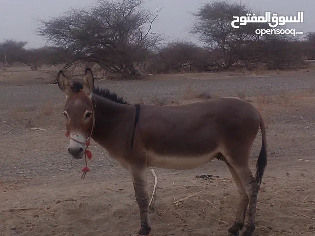 حمار كبير وسمين يصلح للمزرعه