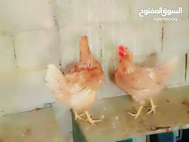 متاح صيصان لوهمان اصلي