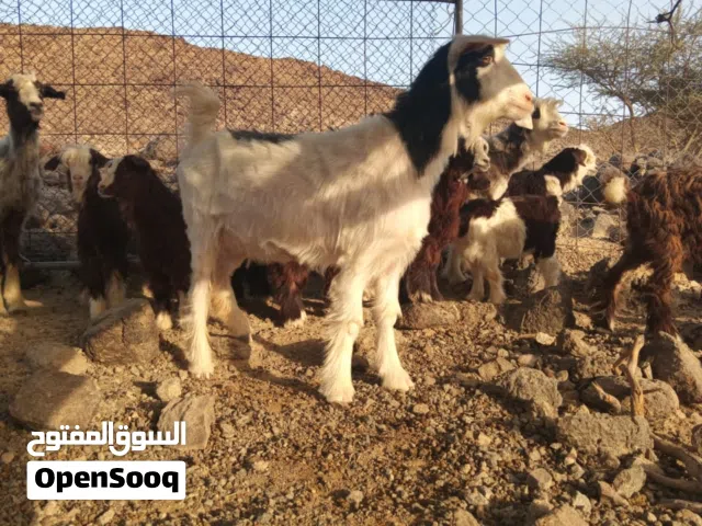للبيع سخال