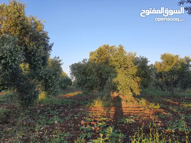 Farm Land for Sale in Irbid Hartha