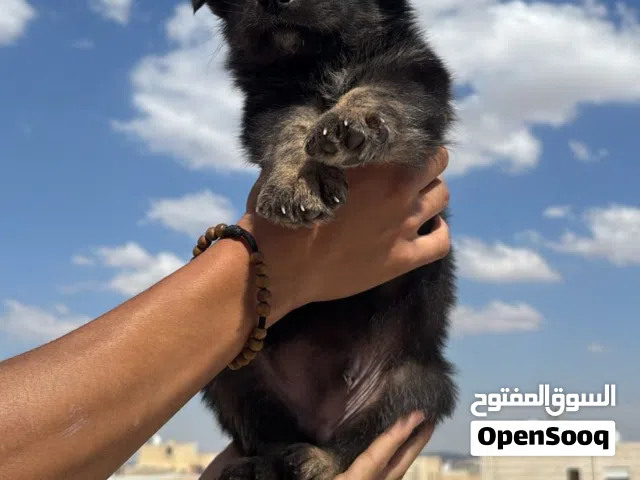 ذكر جيرمن شيبرد