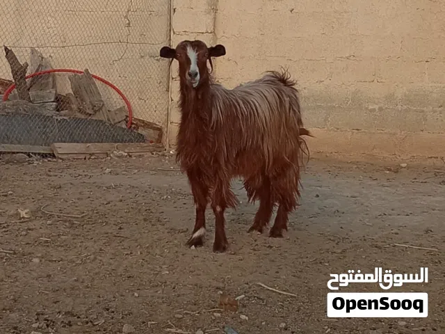 شاه من حلال بني سعيد أموره طيبه فول سمنه