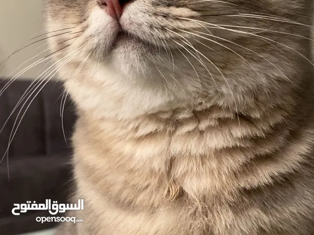قط سكوتش ذكر للتبني