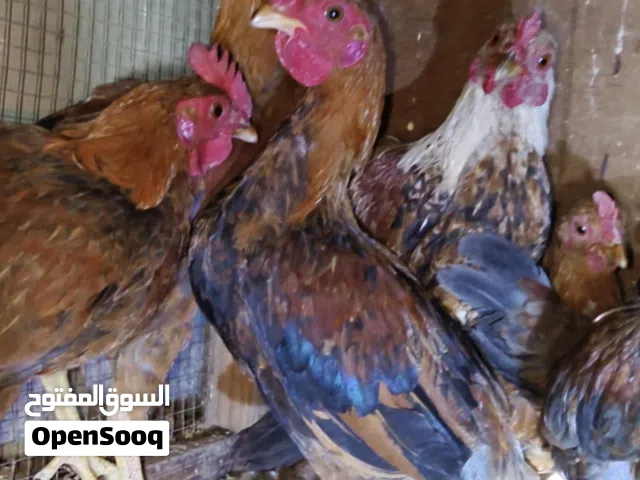 ديوجه البيع اقره الوصف