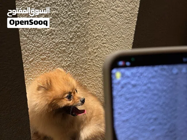 كلب بورمينان اليف مافيه شي و نظيف
