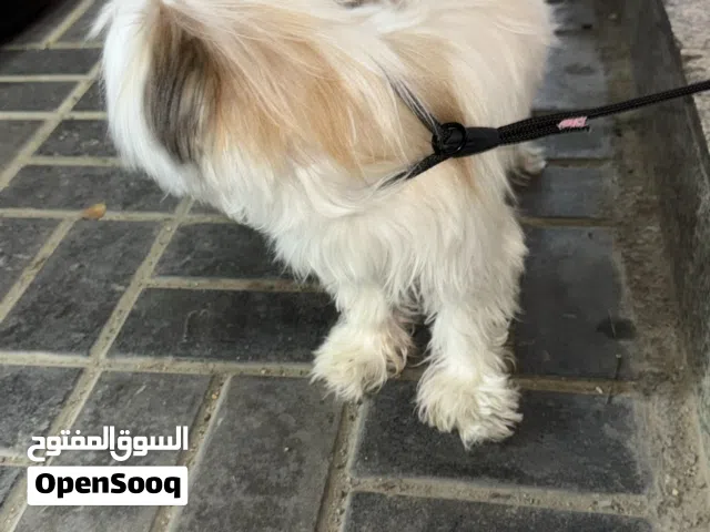 كلب مالتيز للبيع