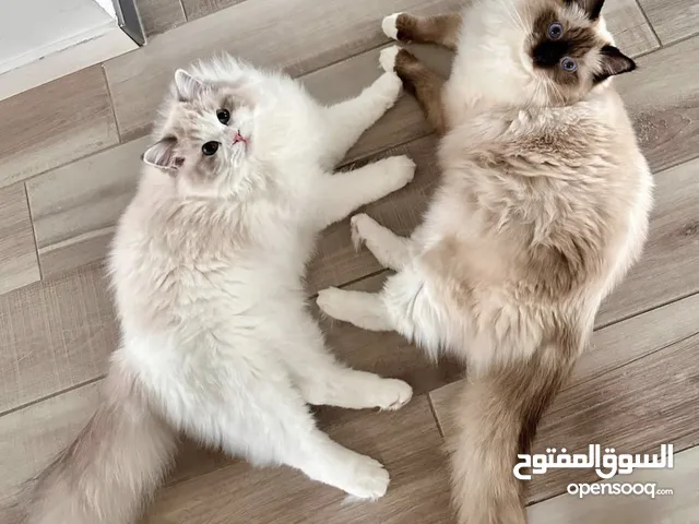 Exceptional Ragdoll cats
