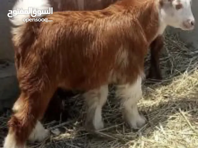 للبيع ذبايح تيوس مراضيع انتاج السنه