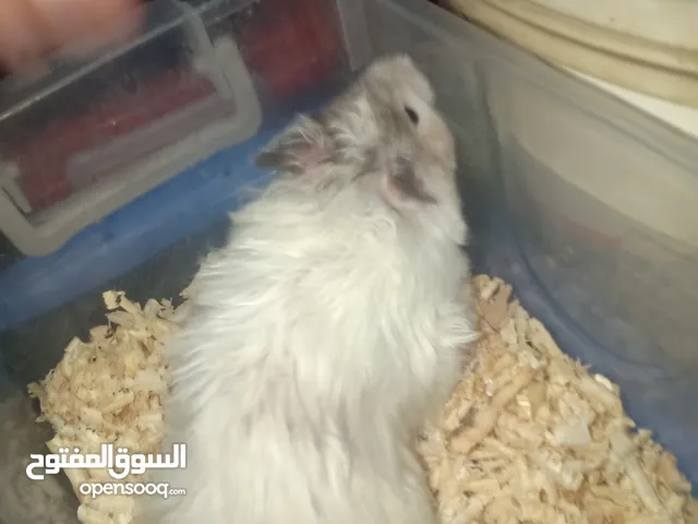 هامستر ذكر بالغ سوري المكان طنطا