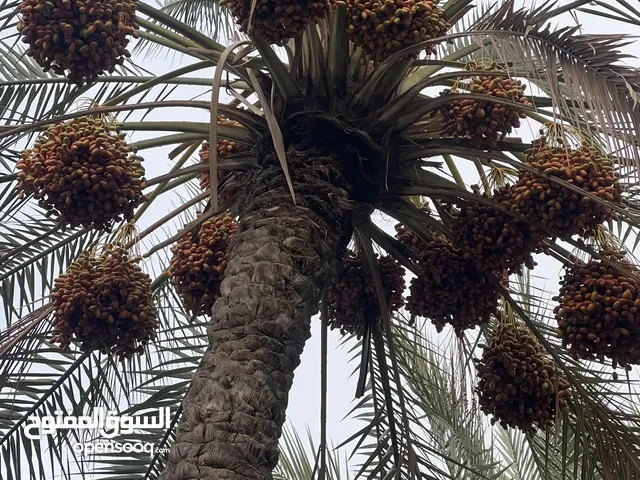 طنى فروض الموقع الرستاق قريب الشارع