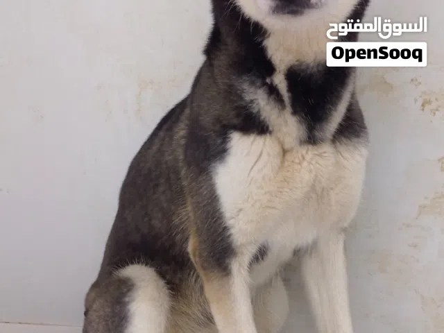 husky for sale کلب هاسکی