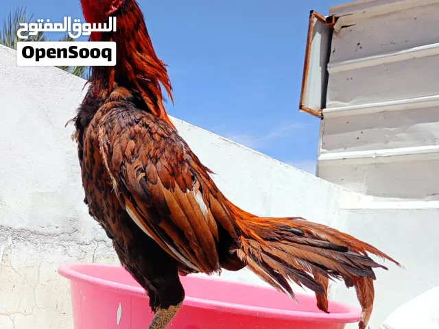 ديكين بنجابي ما عليهم كلام