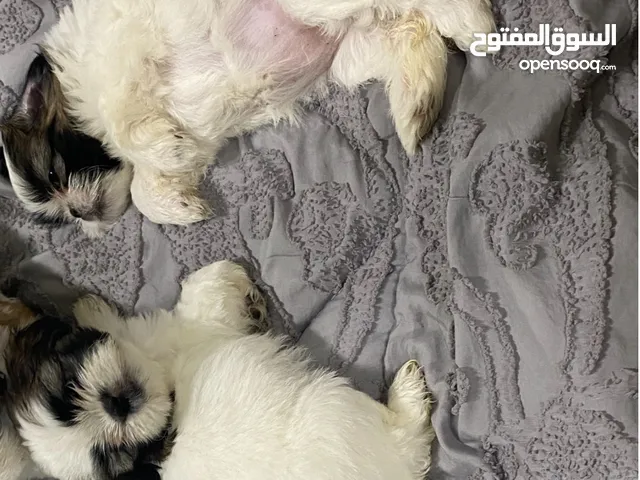 شيتزو للبيع