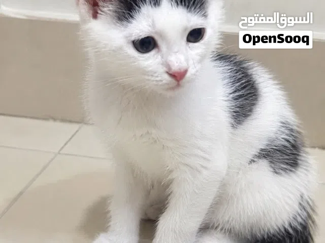 Kittens for adoption