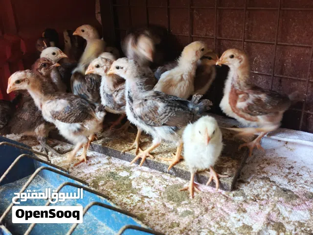 صوصان جاج بلدي العمر شهر العدد 35 صوص صحتهم تمام