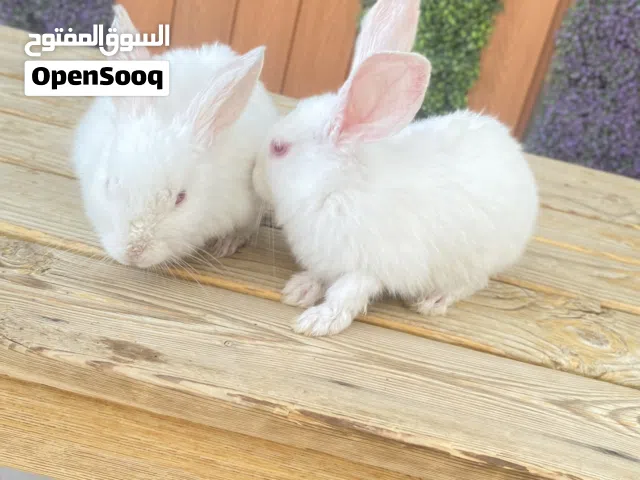 ارانب للبيع على السوم ذكر وأنثى