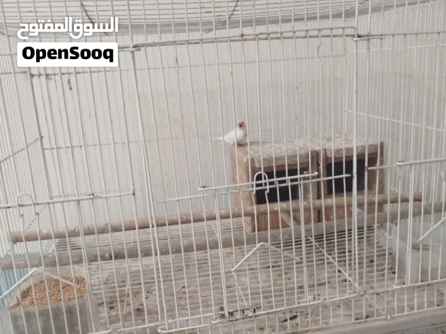 طائر زيبرا للبيع مع قفص