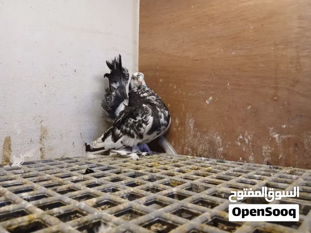 انته روسي فولي سروال مقصوص