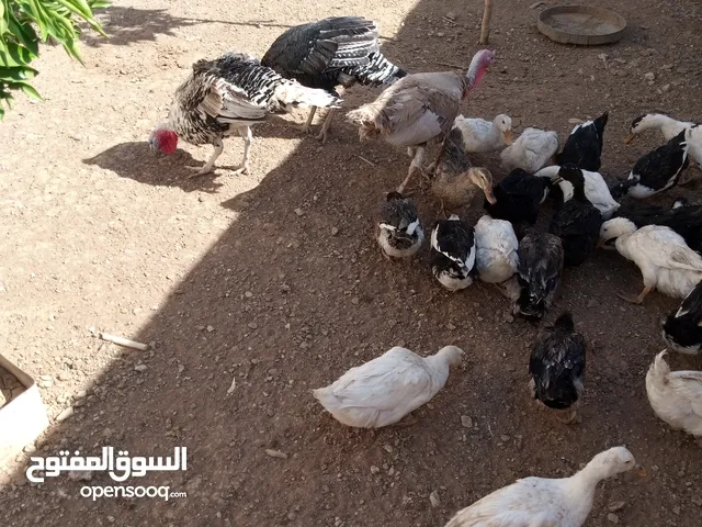 بط بكيني تركي و فرنسي حجم البلدي للبيع