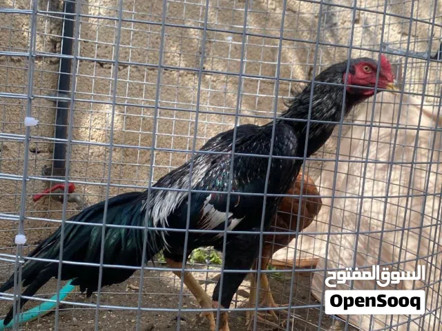 للليع طير شامو الماني بيور