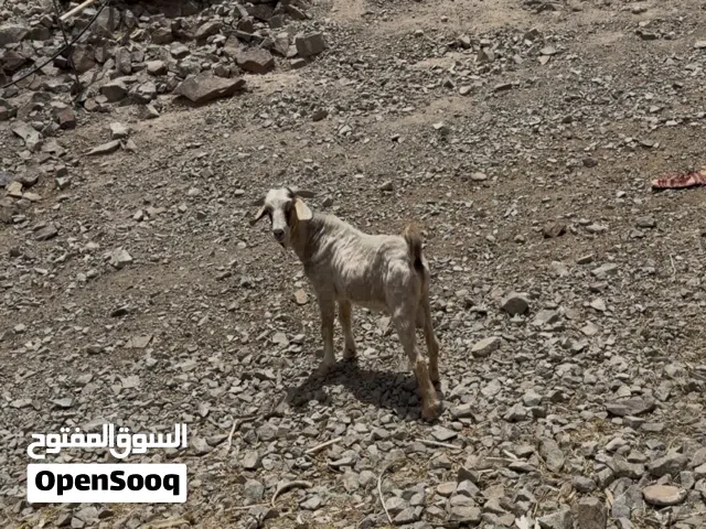تيس فحل للبيع
