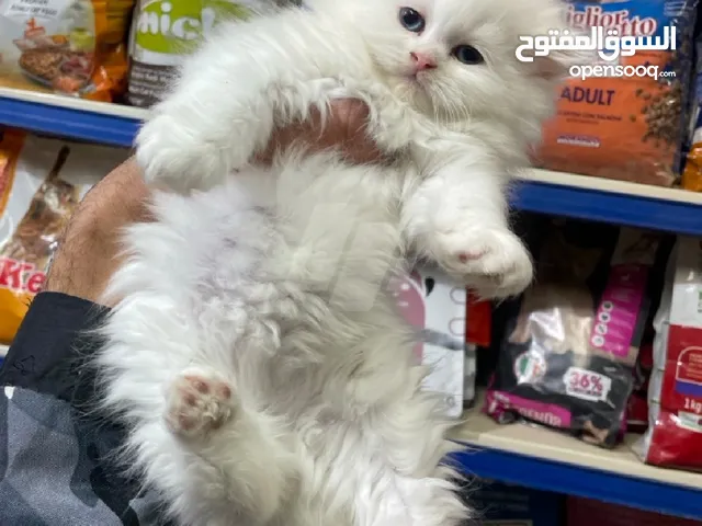 قطة هيمالايا اورانج كيتن ملكة جمال نونو وجاهزه لصاحبها الجديد شقيه ولعبية وبتعمل حمام في الليتر