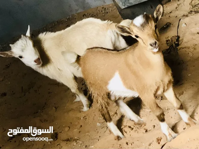 زوز خوت ربي يبارك عمرهم خمسه شهور نوع قبرصي معاش يطول