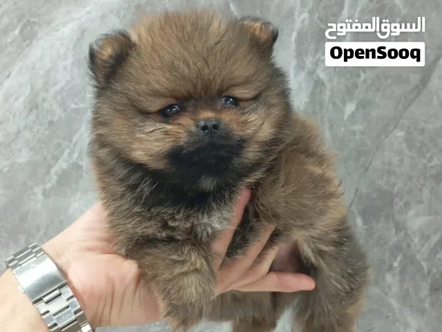 teacup pomeranian in Abu dhabi, dubai