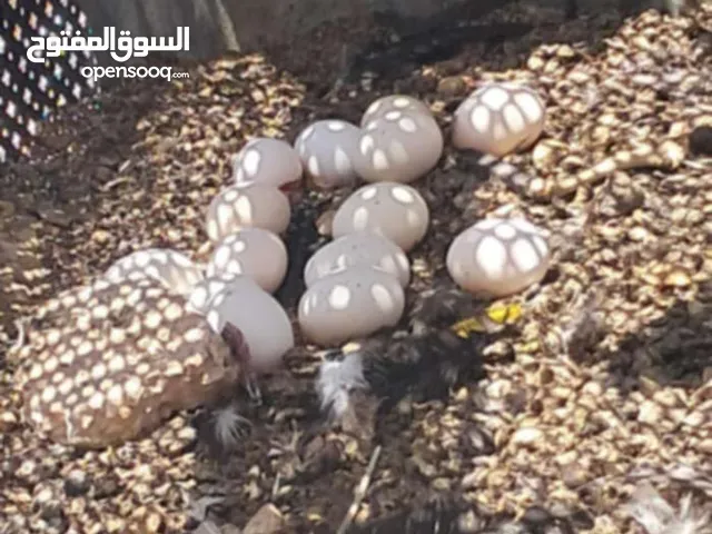 جاج بلدي بياض كفاله من اي مرض
