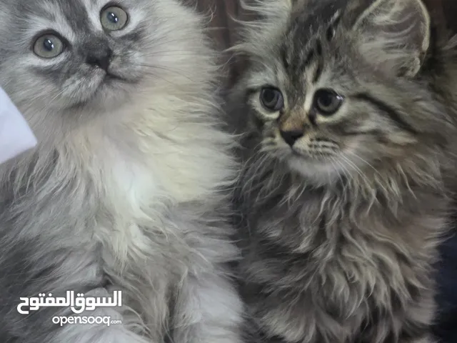 قطط شيرازي؟بيور للبيع