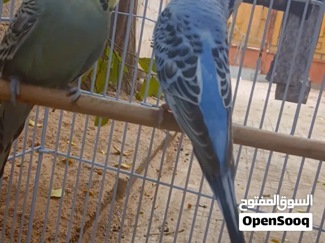 كوبيه مغلوظ
