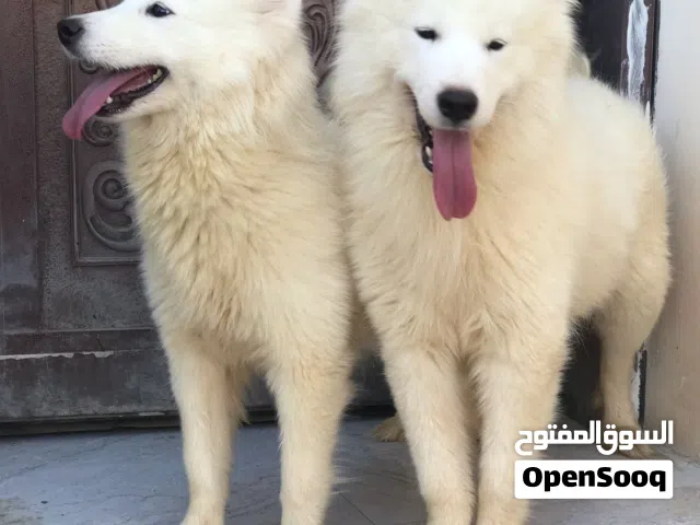 للبيع كلاب سامويد