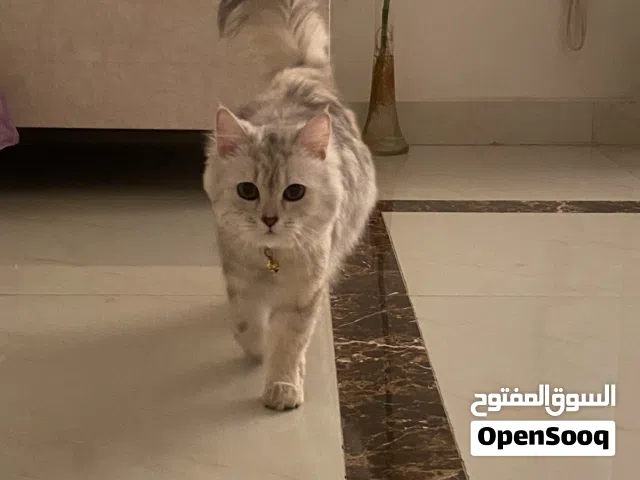 قطة شيرازي أنثى مميزة للبيع (مع كامل ملحقاتها)