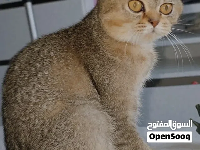 اسكوتيش استريت NY25