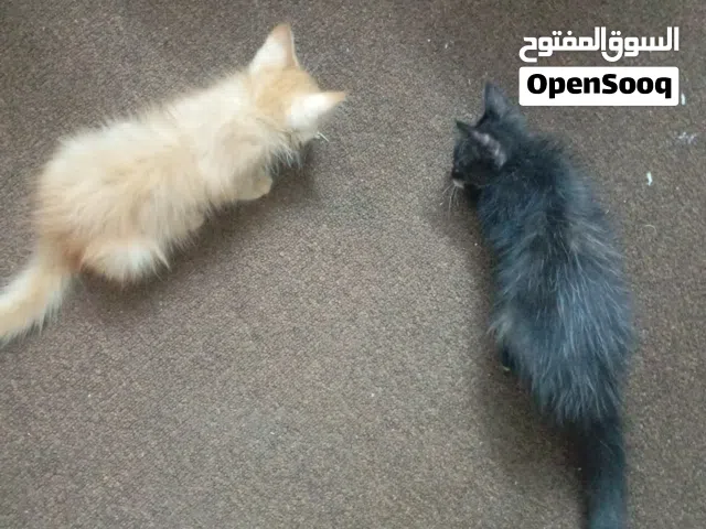 pair of Persian kittens