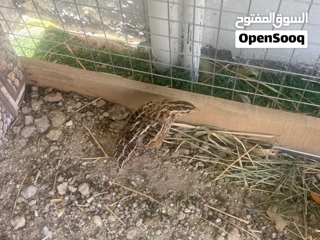 صفرد محلي للبيع