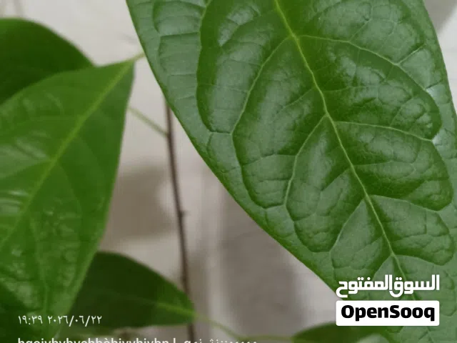 أشجار أفوكادو
