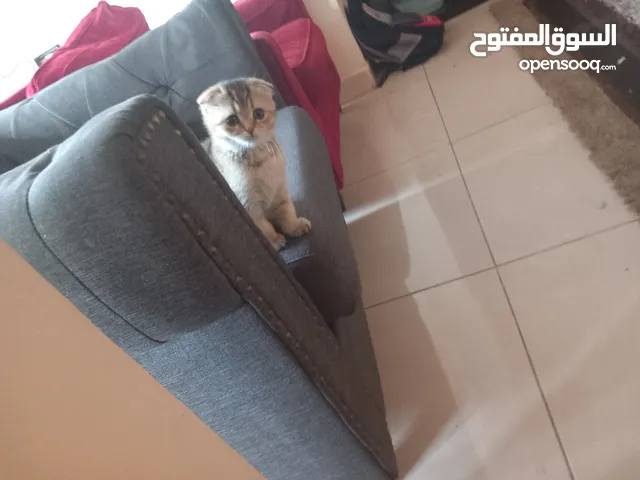 قطة سكوتش فولد جولد من أم وأب مسجلين للبيع