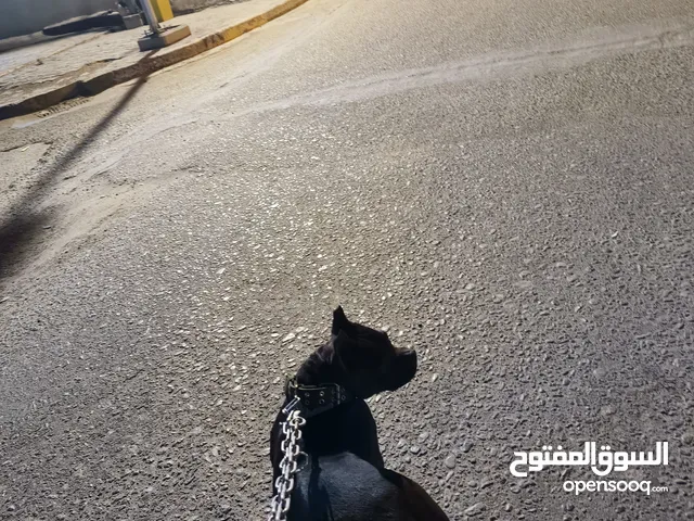 انثى امريكان بولي