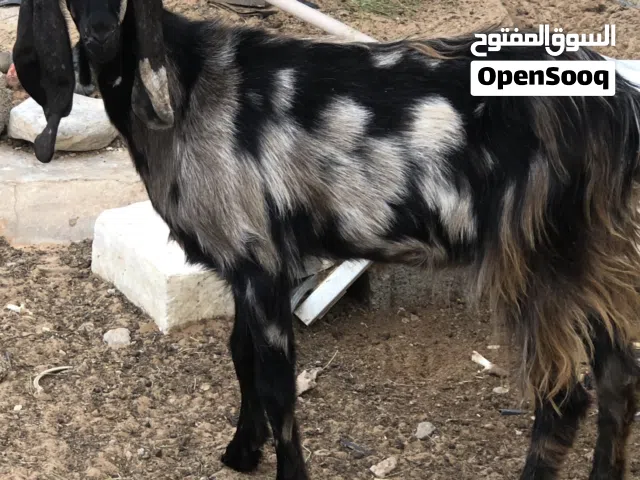 عنز قبرصية صغيرة للبيع 1150د.ل