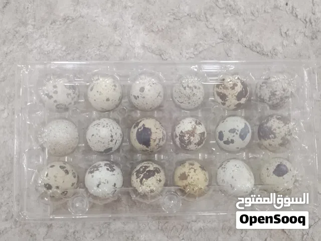 بيض سمان الطازج