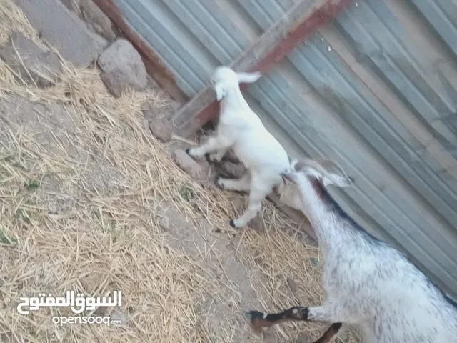 صخول ثنين قطريات وحده مضرع وحده مطفل