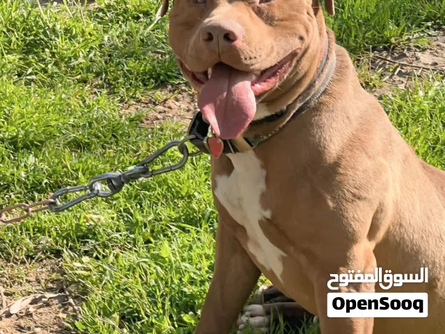 Bitbull male red nose