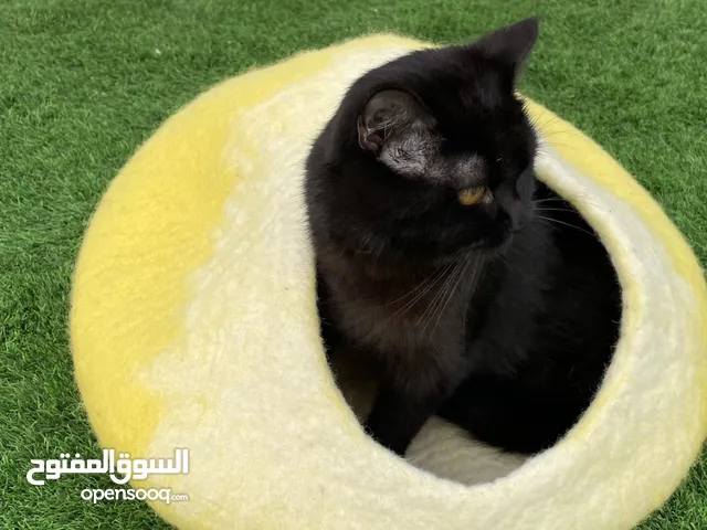 wool caves for pets , pets house for cats and dogs