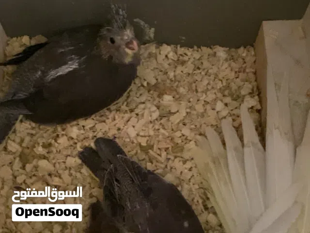 فرخين كوكتيل حبشي